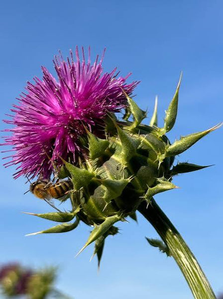 Ulei din seminte de Armurariu BIO obținut prin presare la rece, 100ml, Transylvania's Finest Foods